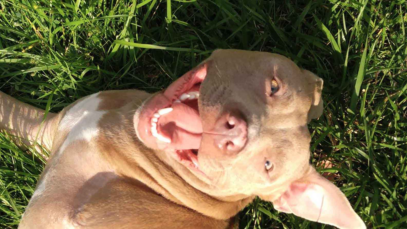 Puppy Found Abandoned In Cardboard Box Is Finally Learning How To Be A ...
