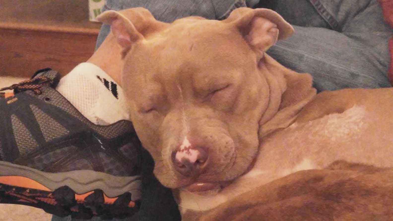 Puppy Found Abandoned In Cardboard Box Is Finally Learning How To Be A ...