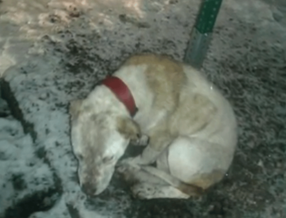 Speckles Chained Dog to a Stop Sign