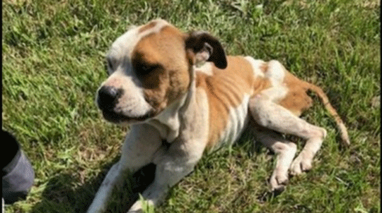 abandoned puppy tied up and left in trash