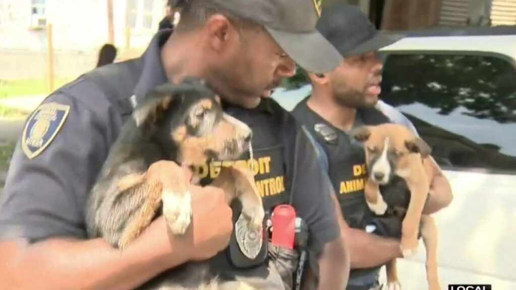 A Detroit home on Tarnow Street, where a man was arrested for animal abuse, was revealed to have been filled with animal bones.