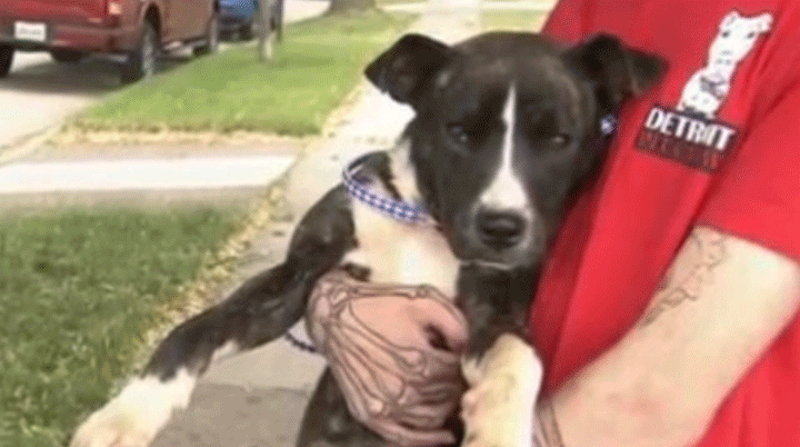 'Helen' the pup found on Detroit streets without a tongue