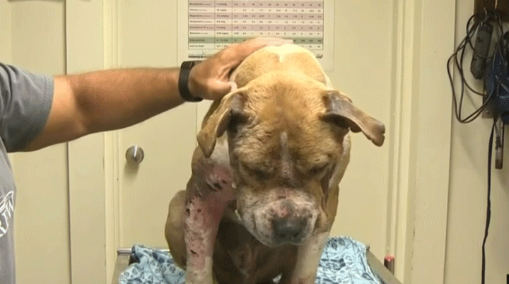 Pit mastiff mix undergoes emergency surgery