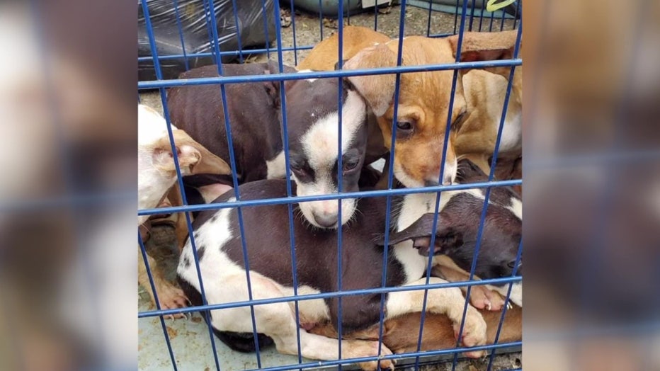 8 week old puppies dumped into a Detroit Field