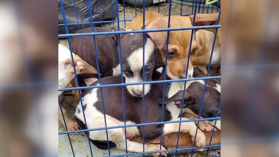 How long to leave 8 week old puppy in cheap crate