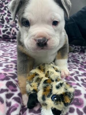 A newborn pit bull and his/hers favorite stuffed animal