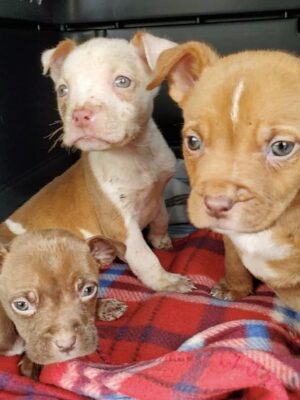 Three pitbull puppies rescued by Detroit Pit Crew Dog Rescue